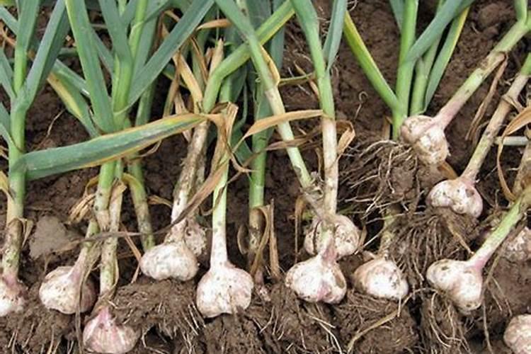 大蒜施什么肥最好