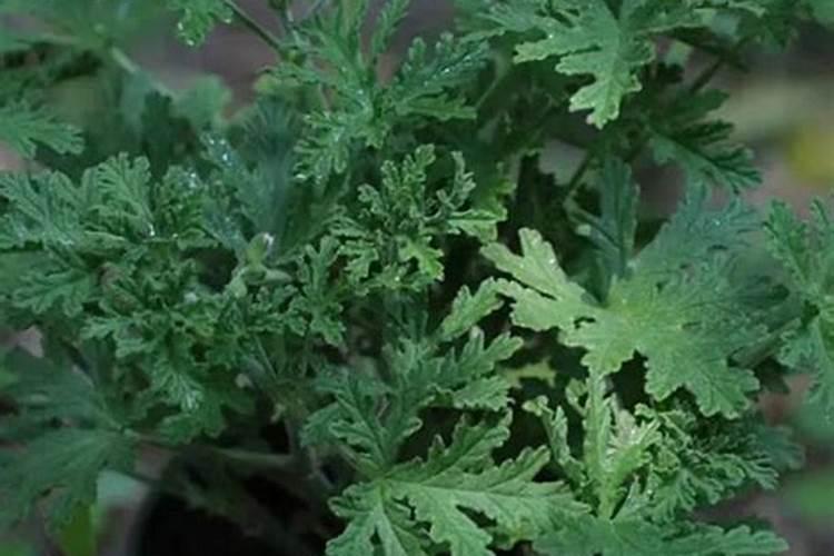 适合卧室养的花有哪些？