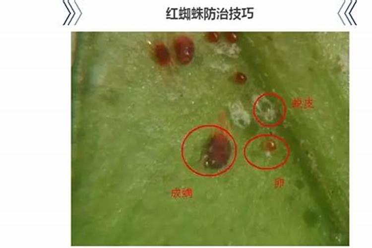 红蜘蛛是常见绿豆的病害,绿豆怎么防害虫红蜘蛛？