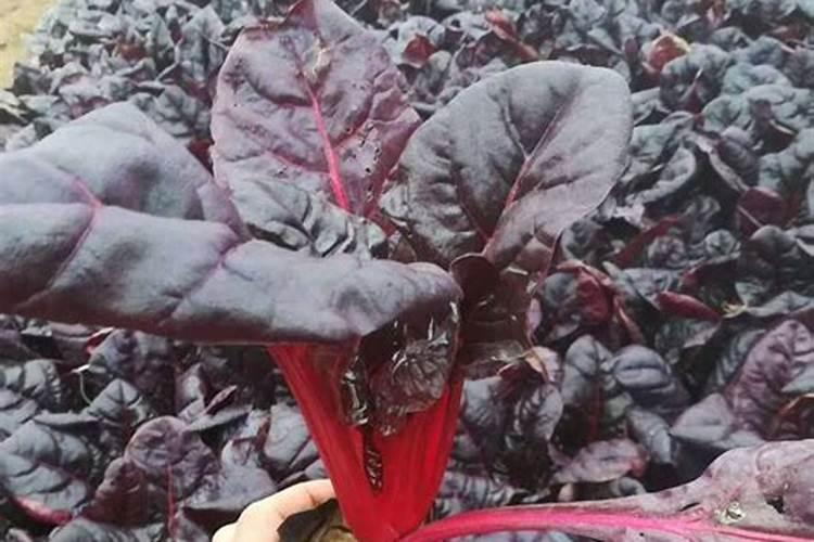 甜菜高产施肥技巧