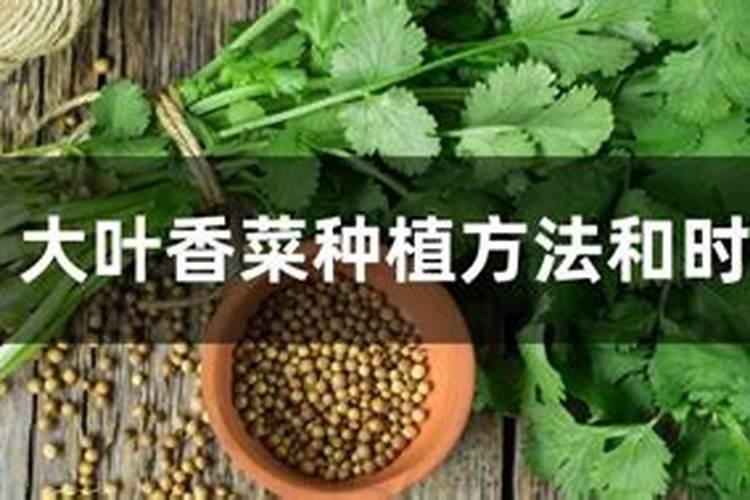 什么肥料养花最好养;养花必备肥料