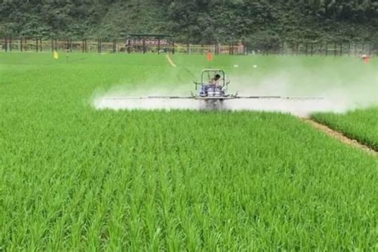 中化金香玉和中化菌越丰复合肥哪种好一些