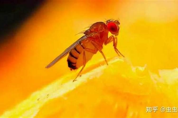 葡萄上的果蝇怎么治