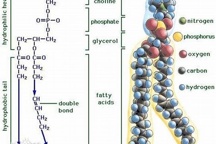 磷肥对植物有哪些影响？