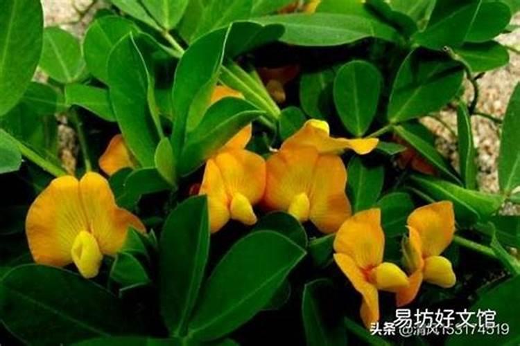 花生开花后施什么肥