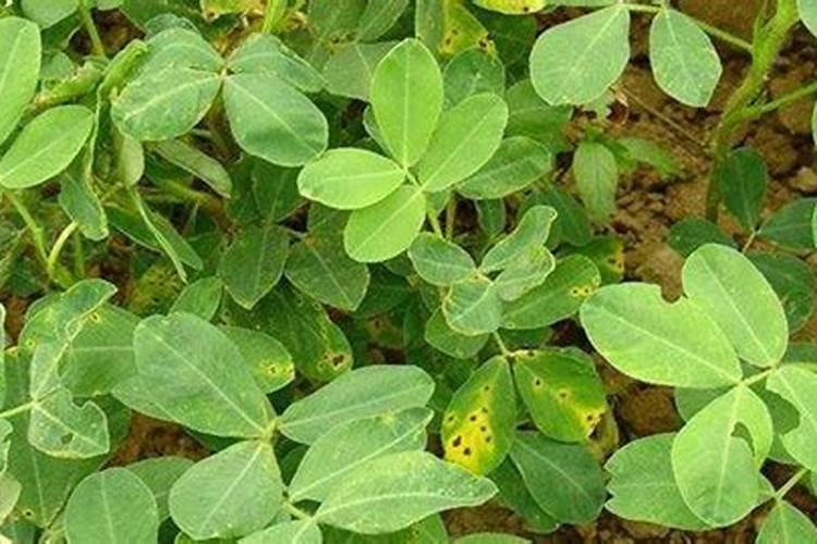 花生开花期要施什么肥