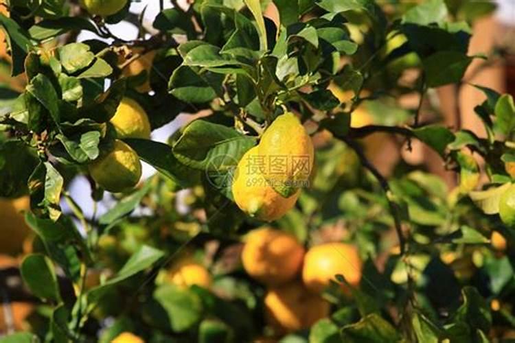 柠檬树需要施什么肥料？