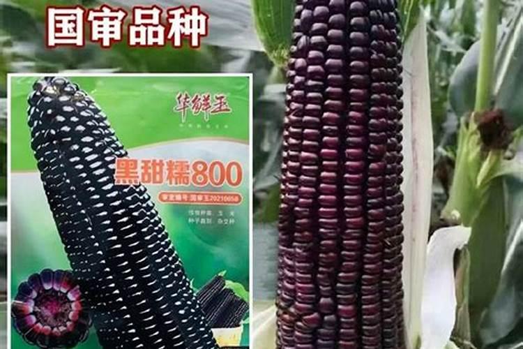 玉米专用肥料什么品牌的好？