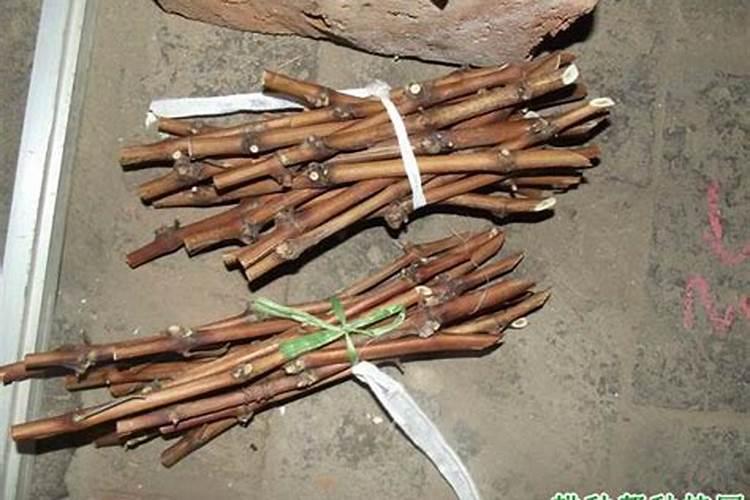 薄荷需要几天浇一次水