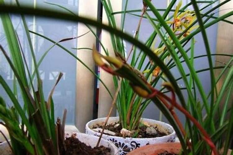 兰草开花后如何护理？