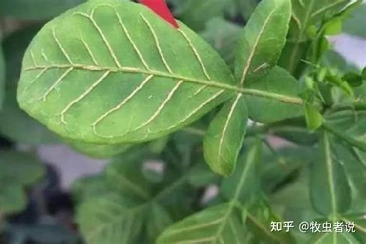 李子苗一年需要施几次肥呢？