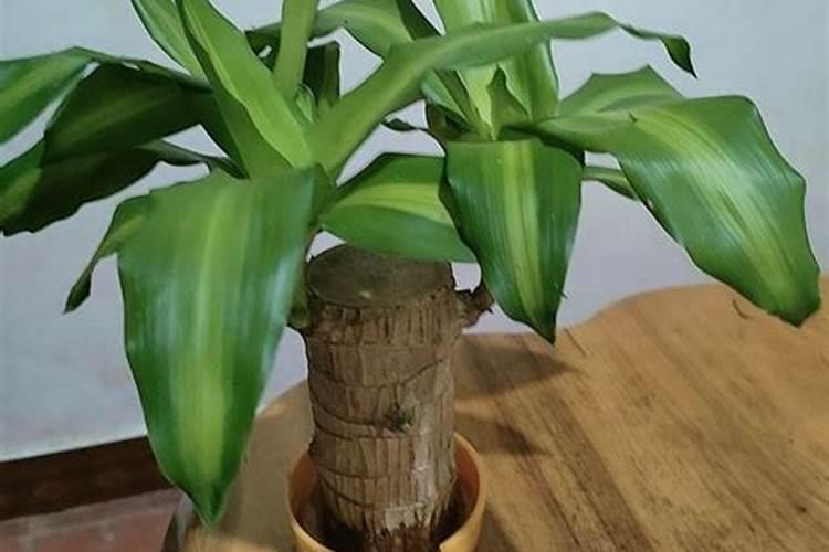 果树能用尿素施肥吗