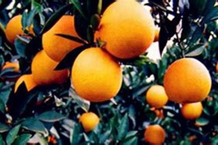 芒果结果期追施用的肥料？芒果保花保果用什么化肥好？