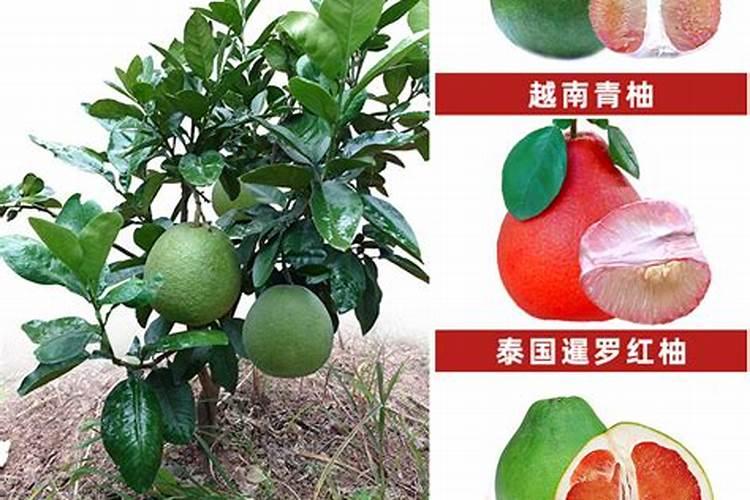 泰国青柚的种植技术