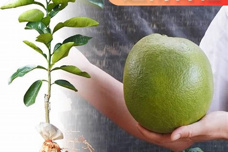 青柚果苗怎么种植
