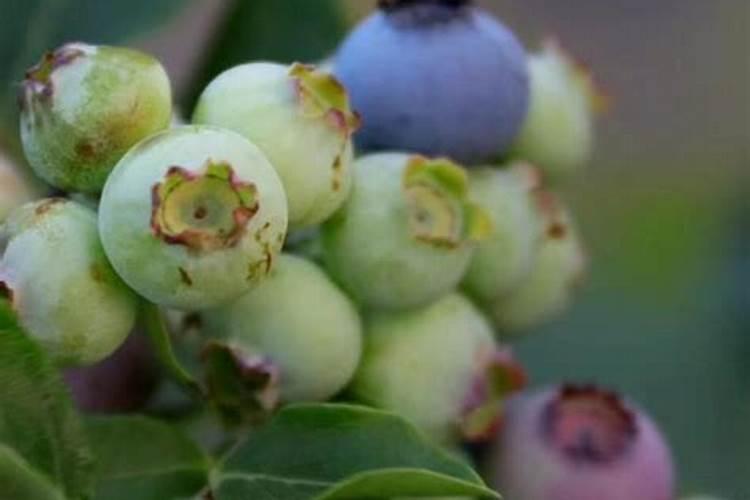 水溶肥最好的三个牌子