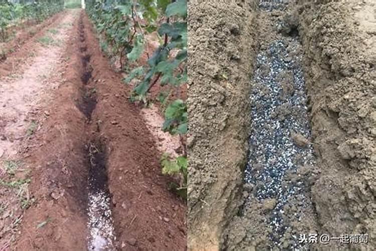 果树结果期用哪种水溶肥效果好？果树膨大期施肥怎么施？