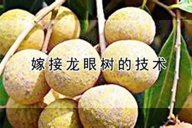 龙眼的水肥管理要点是什么？