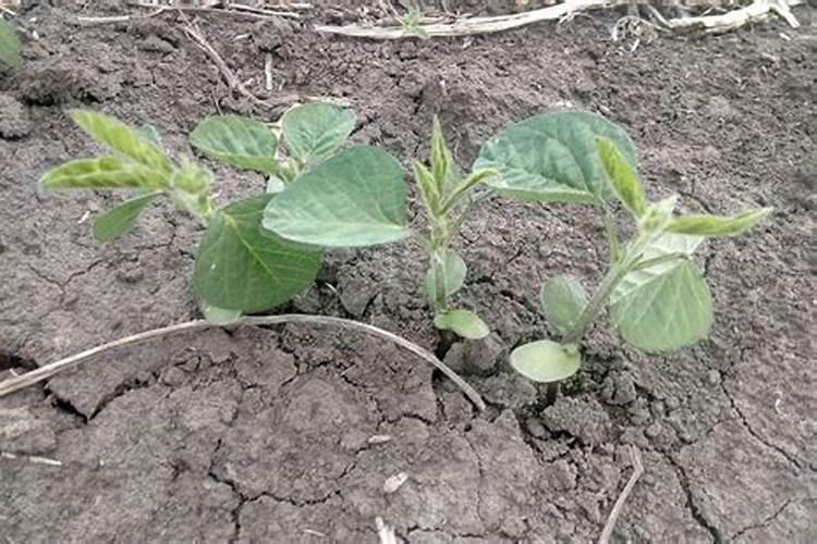 大豆用什么叶面肥好？喷洒要注意什么呢