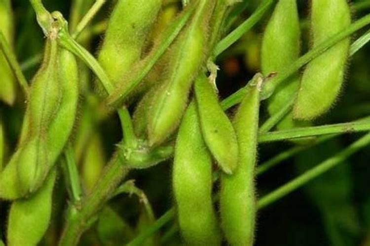 复合肥可以浇兰花吗