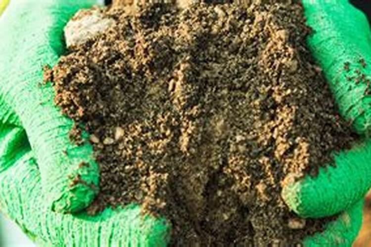 红掌开花期间用什么肥