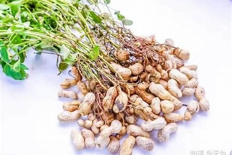 种植花生,如何施用钾和钙？