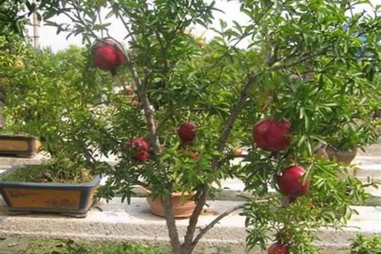 石榴树施肥时间和方法