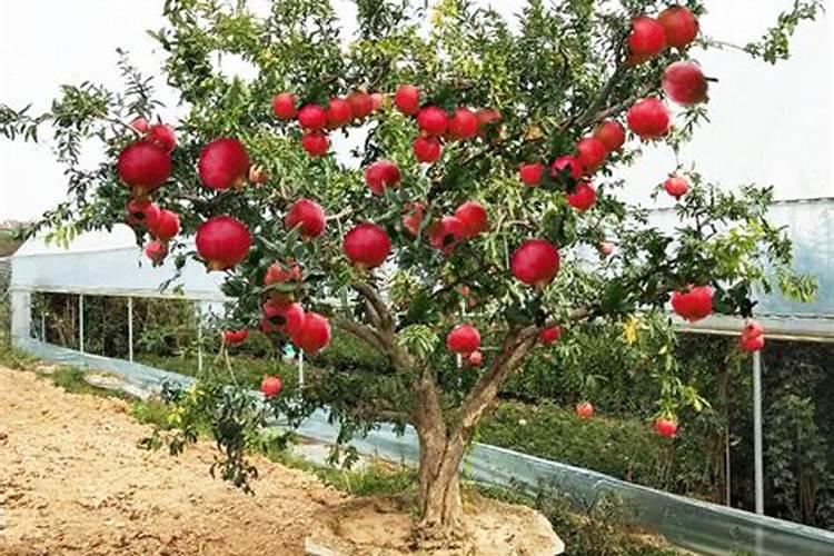 石榴树如何养 需要注意什么