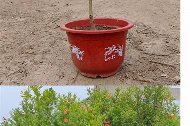 石榴树如何施肥