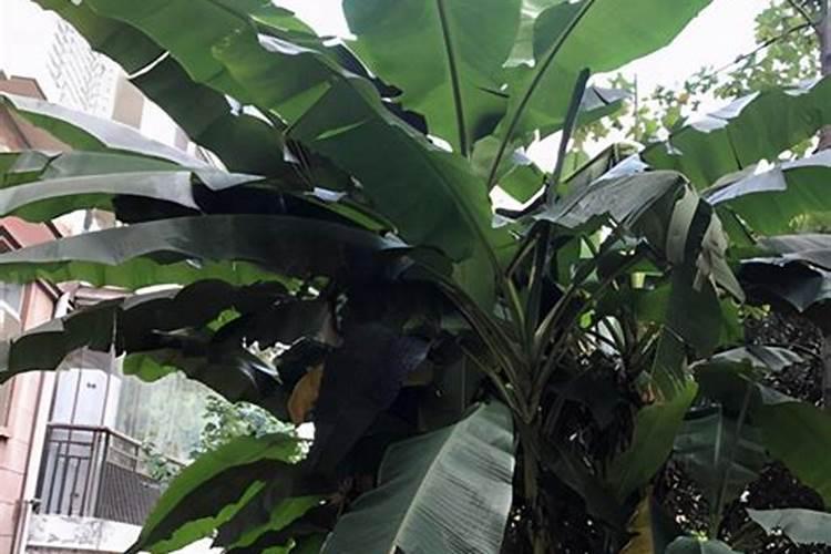 有机肥和农家肥哪个对植物效果好