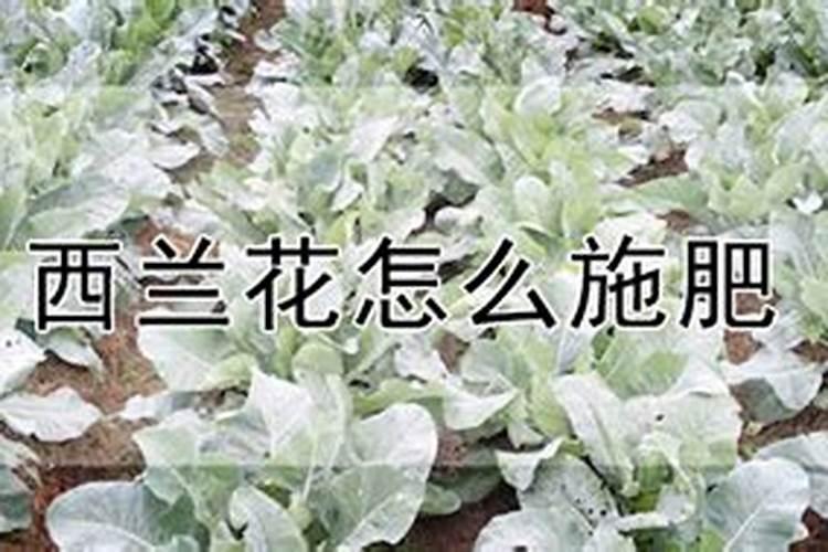 西兰花要施什么肥最好