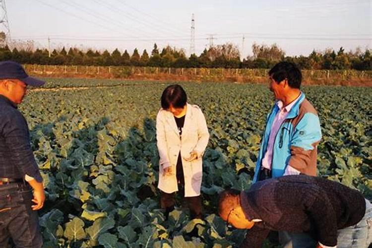 西兰花追肥用什么肥料好