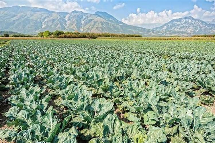 西兰花的栽种时间 如何高产种植