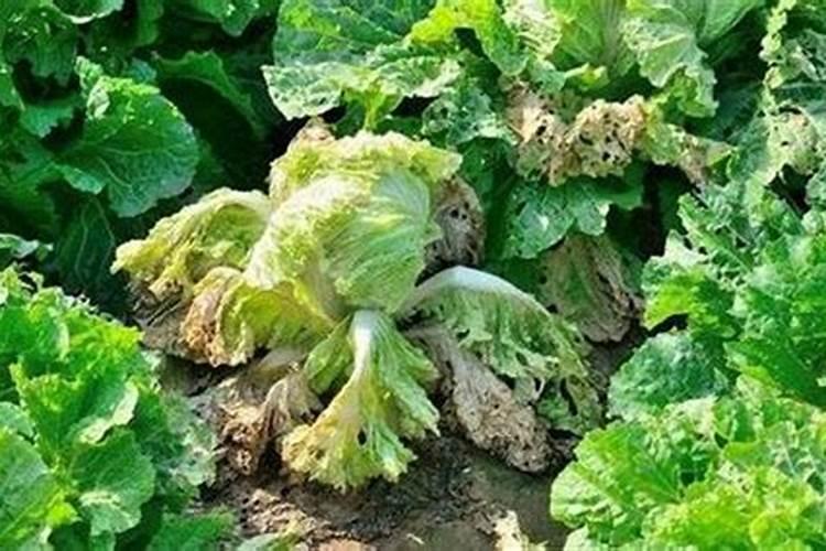 磷肥的沤制方法