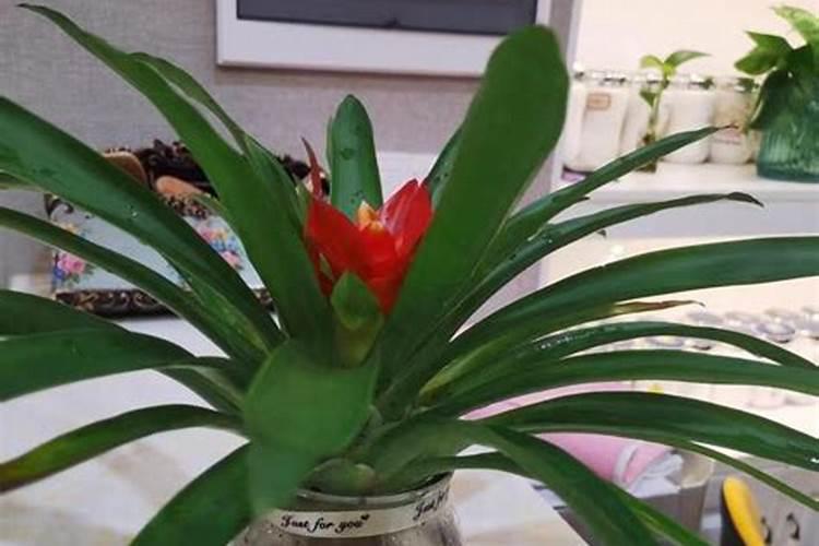 空气凤梨开花后怎么办,怎么养护