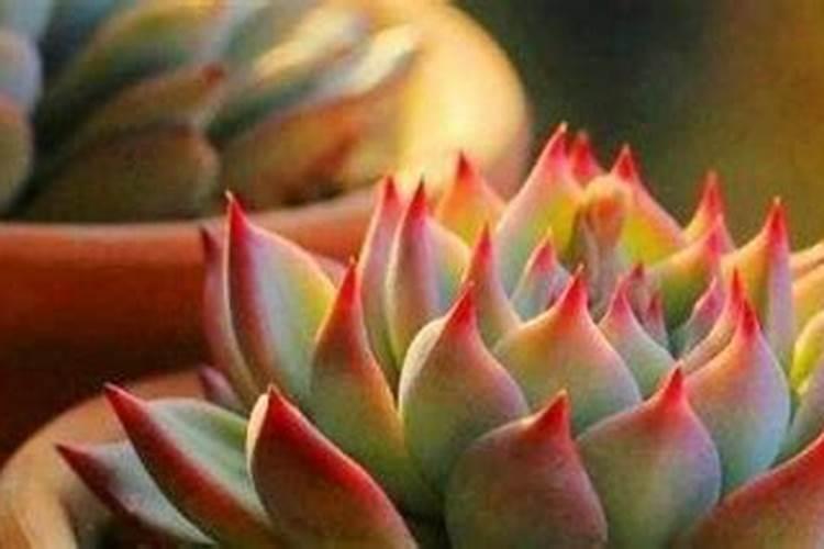 多肉施肥用什么肥料