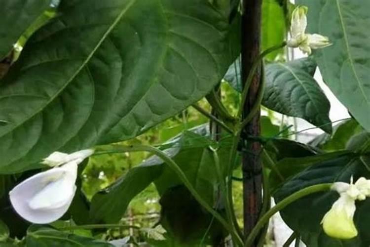 碗豆开花用什么肥料好