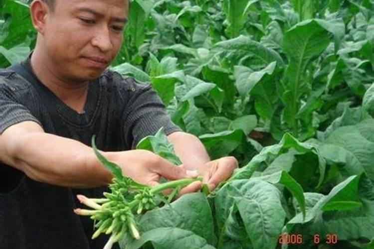 怎样根据烟草需肥特点进行施肥？