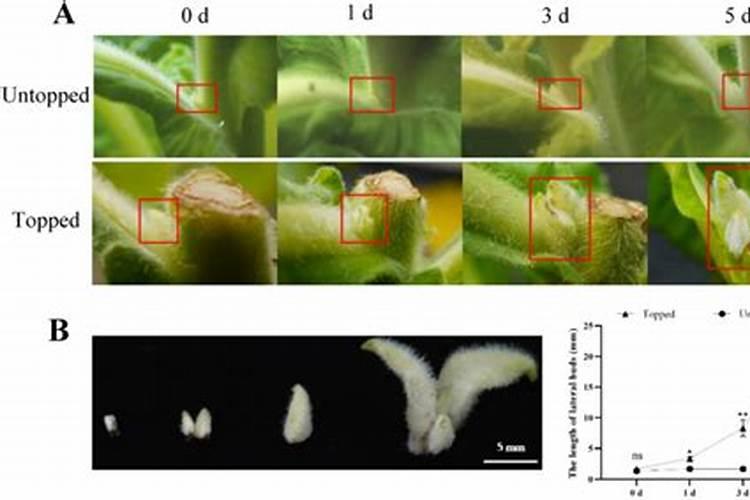 秋季茶叶掐了尖还可以打叶面肥吗？