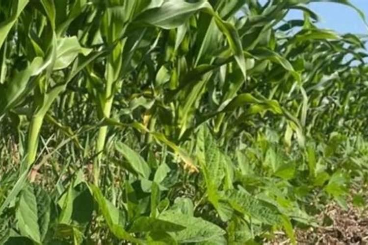 玉米一亩地得上多少化肥