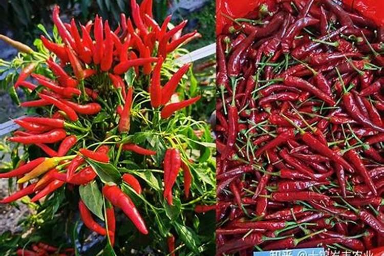 辣椒什么时候施肥好 辣椒的最佳施肥时间