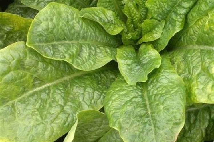 种莴笋如何施肥才能高产？