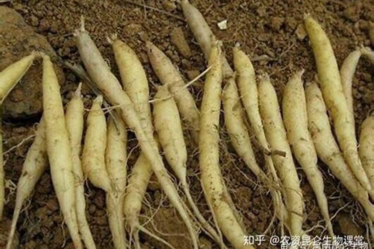 太子参的生长环境及种植注意事项有哪些？