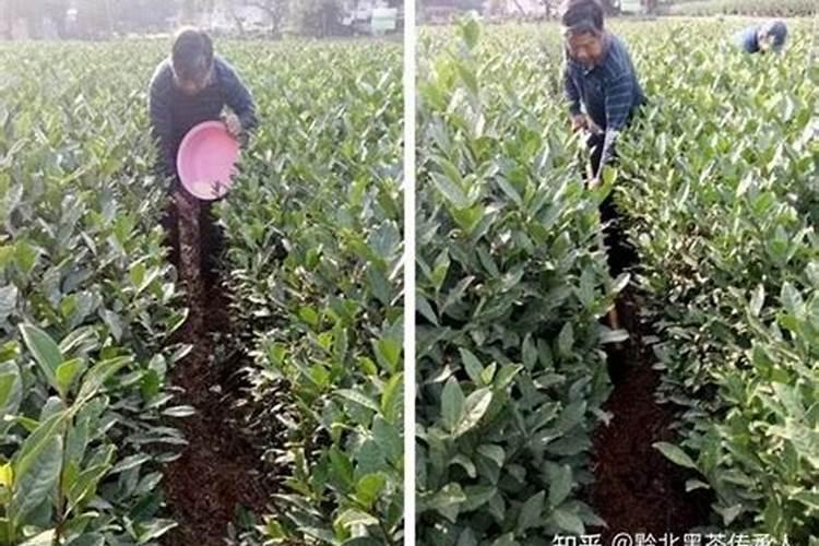 茶园冬肥什么时候施肥？