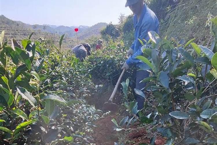 茶叶冬肥什么时间最好？