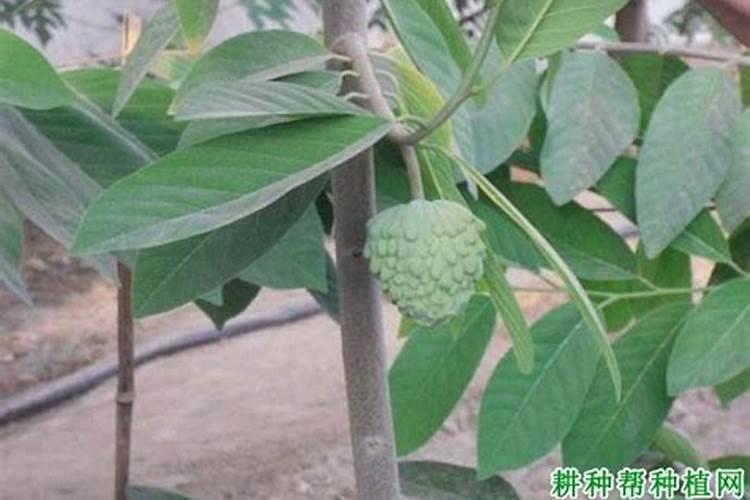 普通番荔枝怎么施肥？