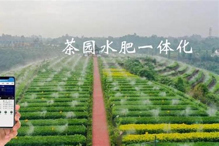 茶叶什么时候施肥比较合适