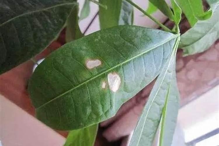 发财树用什么肥料最好,发财树怎么养才茂盛