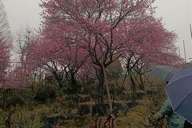 红梅老桩多久能发芽？