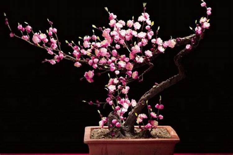 红梅为什么不开花